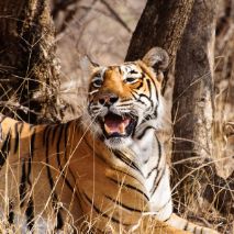 Ranthambore